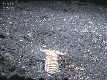 The Bobbit Worm Is Extremely Creepy (6 pics)