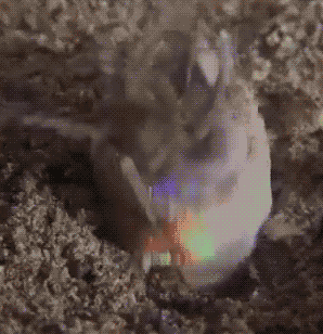 The Bobbit Worm Is Extremely Creepy (6 pics)