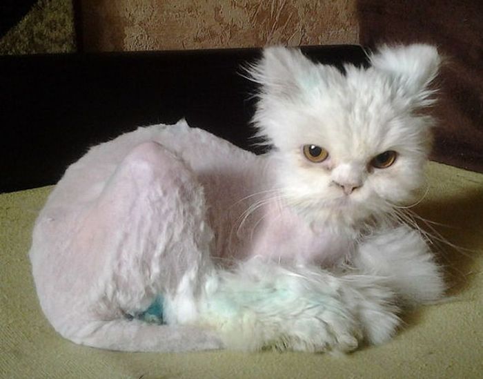Amazing Rescued Cat Transformation (23 pics)