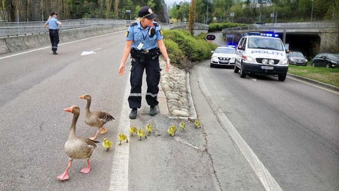 Sometimes Cops Can Be Fun Too (40 pics)
