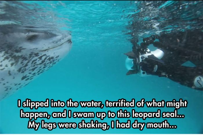 Photographer Comes Face To Face With A Leopard Seal (10 pics)