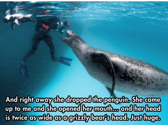 Photographer Comes Face To Face With A Leopard Seal (10 pics)