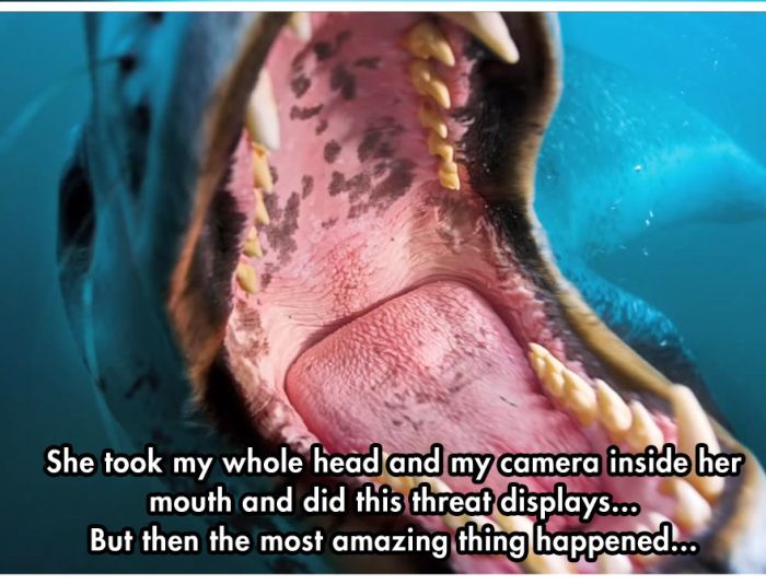 Photographer Comes Face To Face With A Leopard Seal (10 pics)