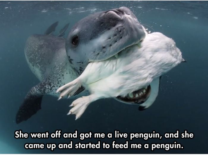 Photographer Comes Face To Face With A Leopard Seal (10 pics)