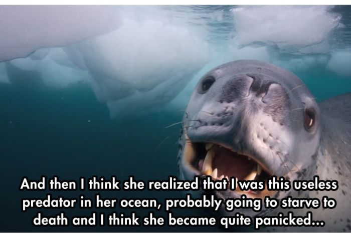 Photographer Comes Face To Face With A Leopard Seal (10 pics)