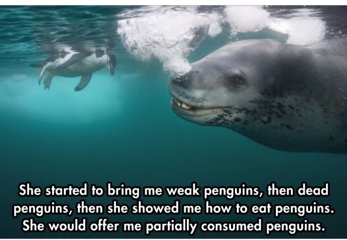 Photographer Comes Face To Face With A Leopard Seal (10 pics)