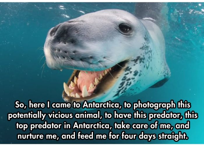 Photographer Comes Face To Face With A Leopard Seal (10 pics)