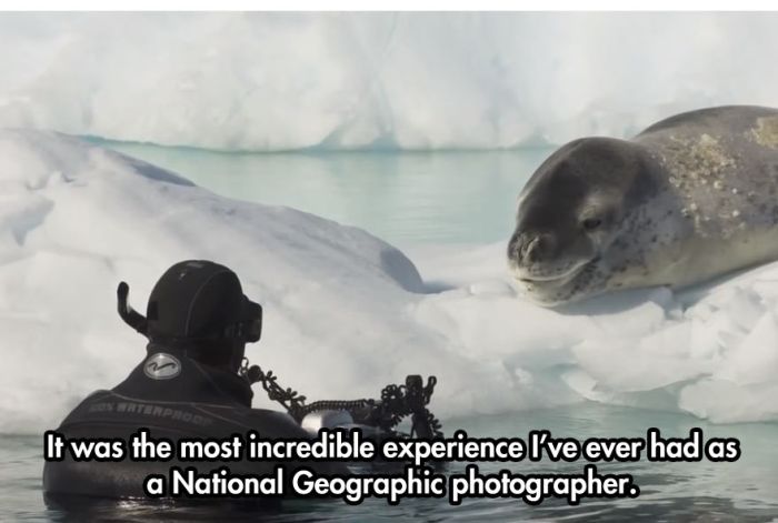 Photographer Comes Face To Face With A Leopard Seal (10 pics)