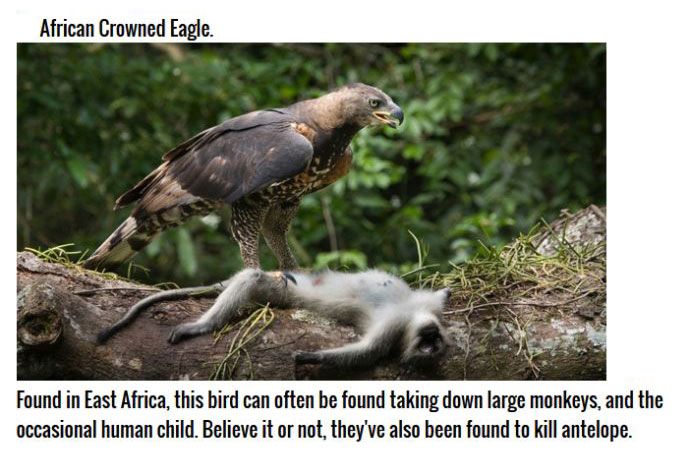 These Birds Are Natural Born Killers (11 pics)