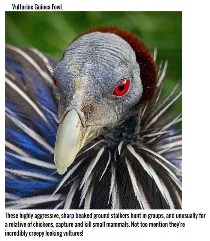 These Birds Are Natural Born Killers (11 pics)