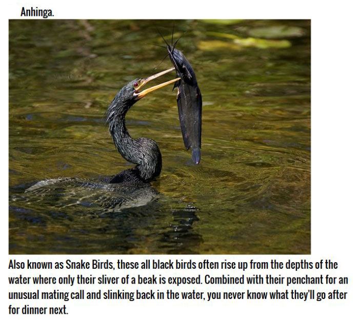 These Birds Are Natural Born Killers (11 pics)