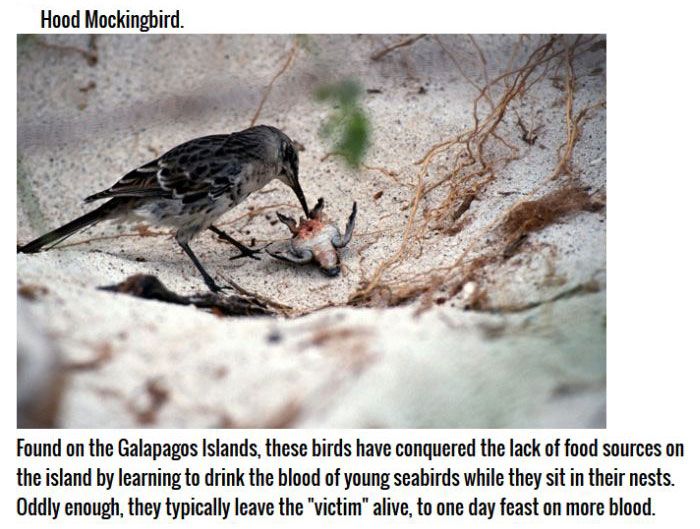 These Birds Are Natural Born Killers (11 pics)