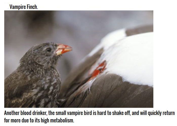 These Birds Are Natural Born Killers (11 pics)
