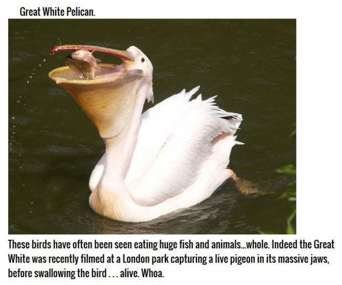 These Birds Are Natural Born Killers (11 pics)