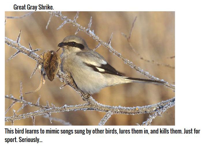 These Birds Are Natural Born Killers (11 pics)