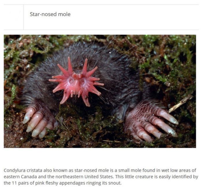 Strange Animals You Won't Believe Exist (25 pics)