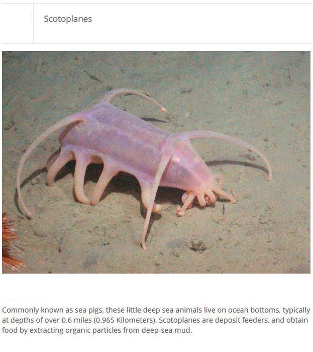 Strange Animals You Won't Believe Exist (25 pics)