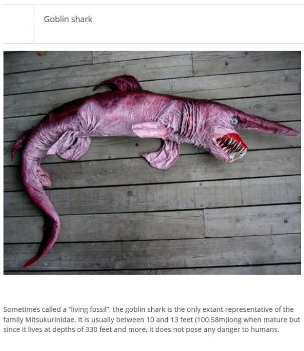 Strange Animals You Won't Believe Exist (25 pics)