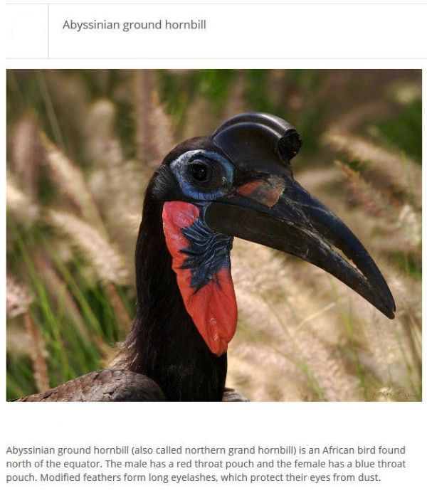 Strange Animals You Won't Believe Exist (25 pics)