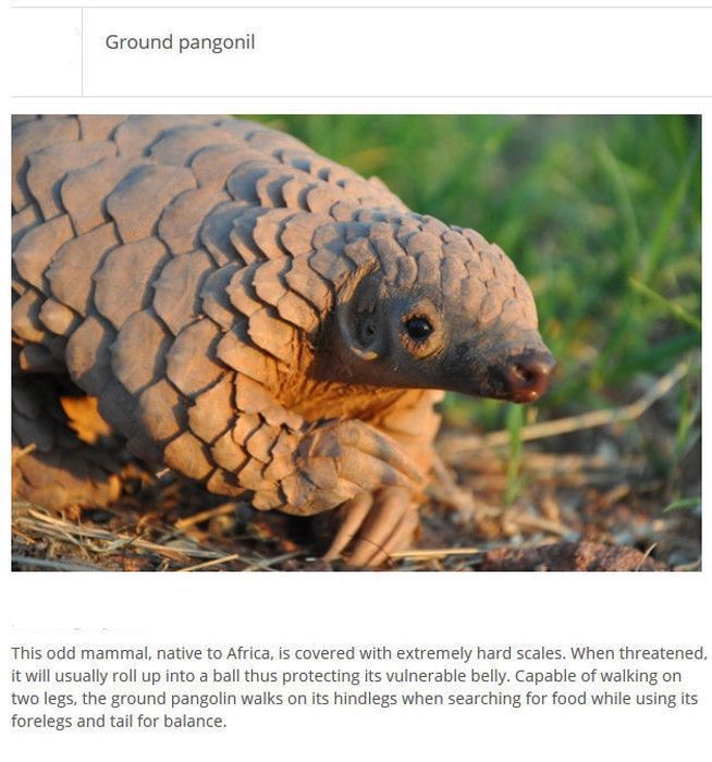 Strange Animals You Won't Believe Exist (25 pics)