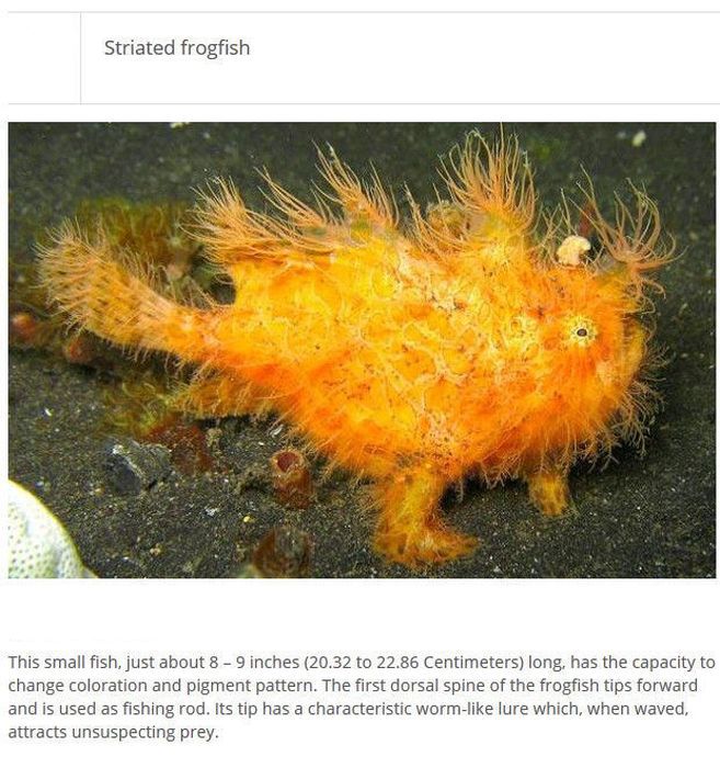 Strange Animals You Won't Believe Exist (25 pics)