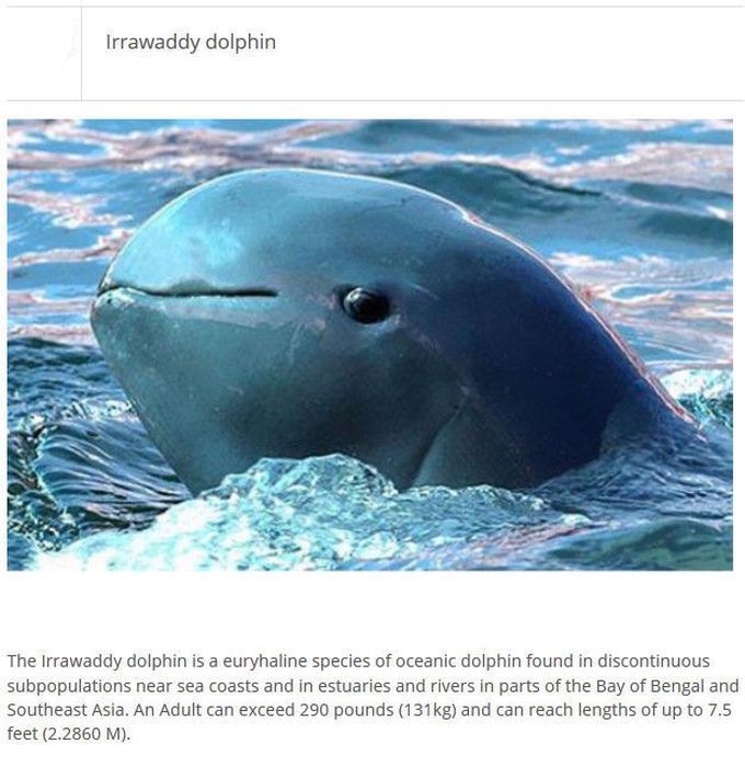 Strange Animals You Won't Believe Exist (25 pics)