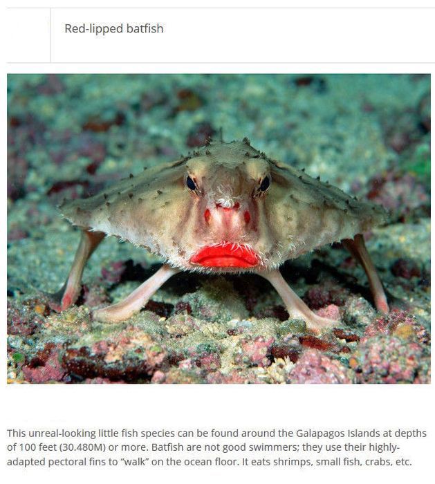 Strange Animals You Won't Believe Exist (25 pics)