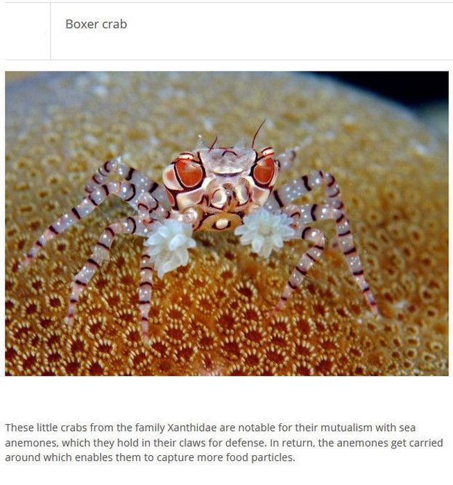 Strange Animals You Won't Believe Exist (25 pics)