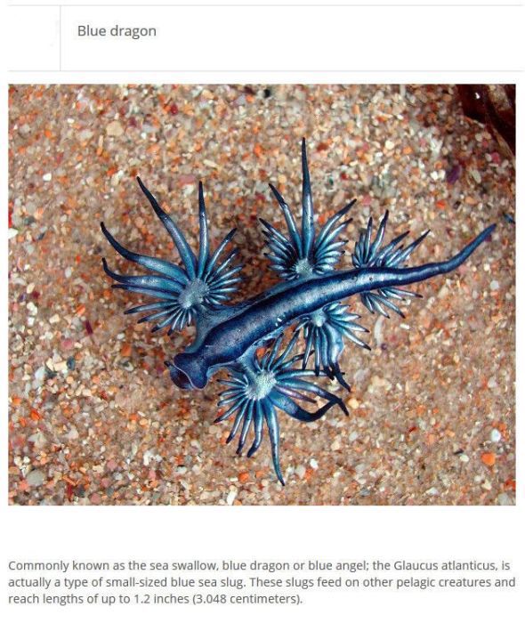 Strange Animals You Won't Believe Exist (25 pics)