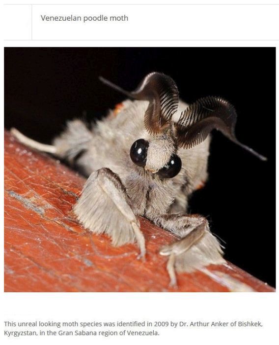 Strange Animals You Won't Believe Exist (25 pics)