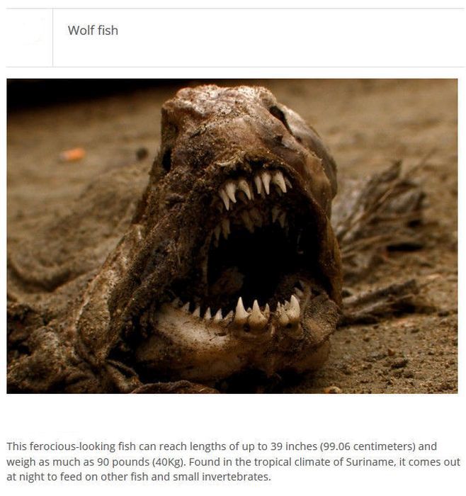 Strange Animals You Won't Believe Exist (25 pics)