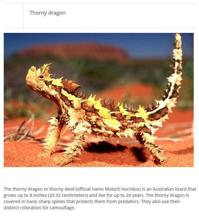 Strange Animals You Won't Believe Exist (25 pics)