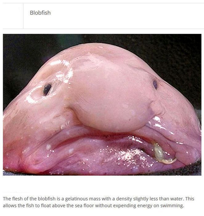 Strange Animals You Won't Believe Exist (25 pics)