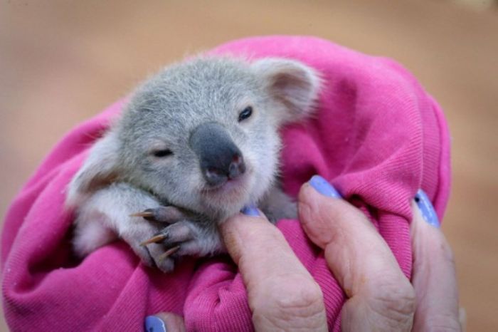 Meet Blondie Bumstead The Baby Koala (7 pics)