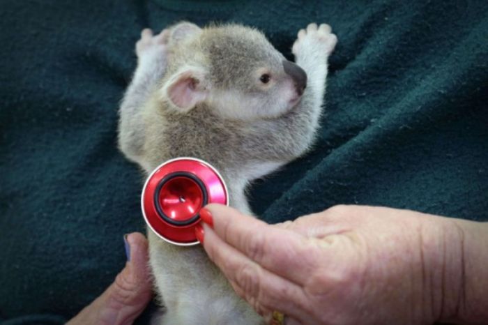Meet Blondie Bumstead The Baby Koala (7 pics)