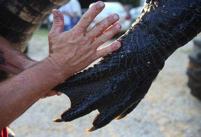 1,000 Pound Alligator (13 pics)