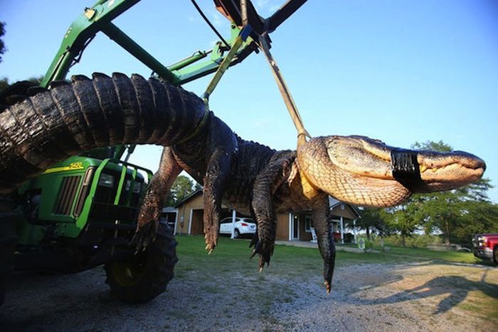1,000 Pound Alligator (13 pics)