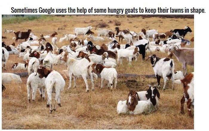 Google Facts Prove They Own The World (13 pics)