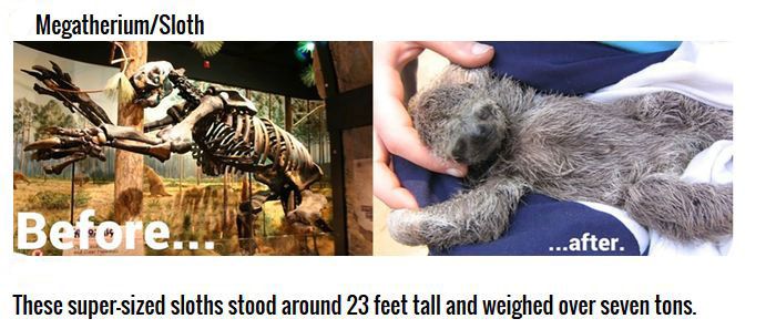 Cute Animals That Were Once Gigantic (6 pics)
