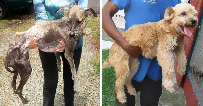 Rescue Dogs Before And After (16 pics)