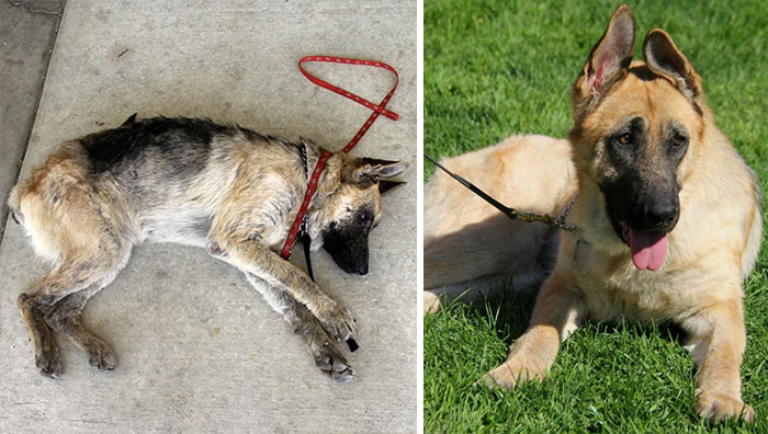 Rescue Dogs Before And After (16 pics)
