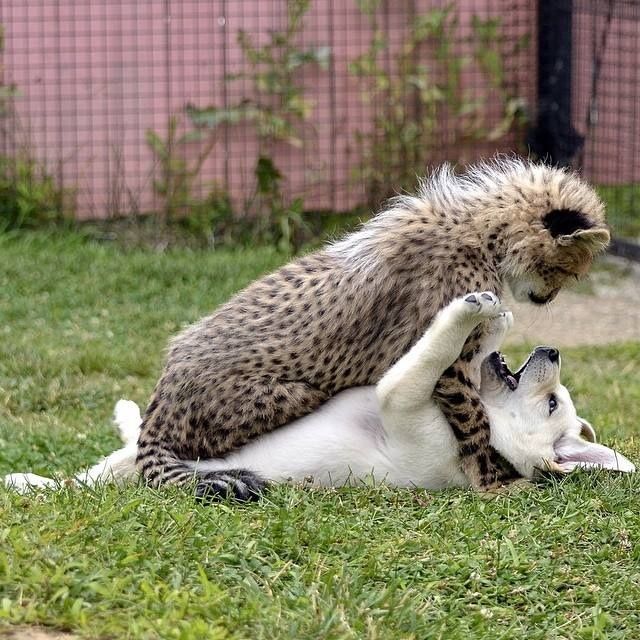 Acid Picdump (147 pics)