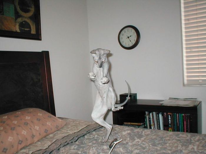 Acid Picdump (147 pics)