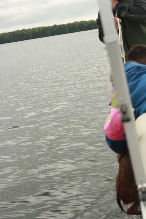 The Most Amazing Deer Rescue Ever (29 pics)