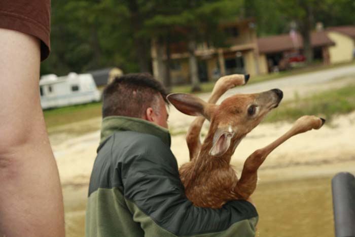 The Most Amazing Deer Rescue Ever (29 pics)