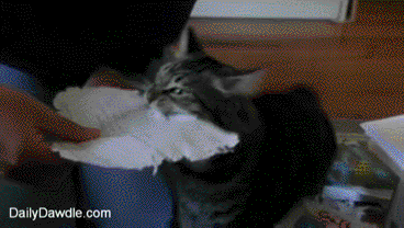 Acid Gifdump, August 25, 2014 (25 gifs)