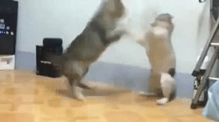 Acid Gifdump, August 25, 2014 (25 gifs)