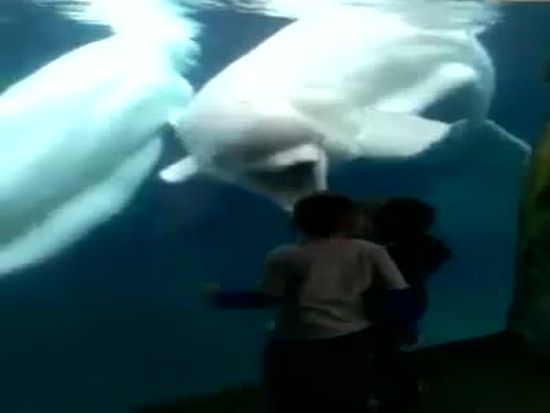 Beluga Playing With Kids
