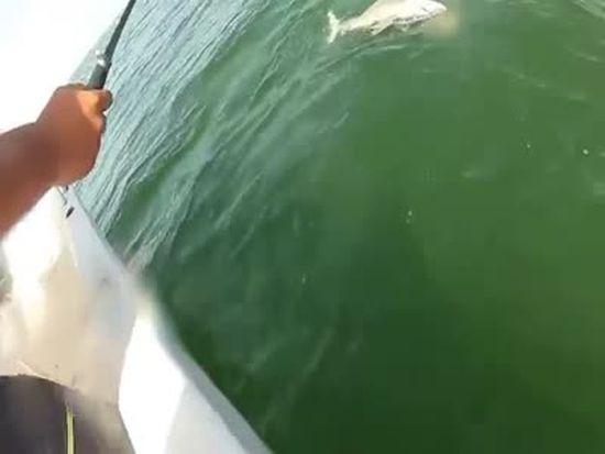 Shark Fishing Gone Wrong