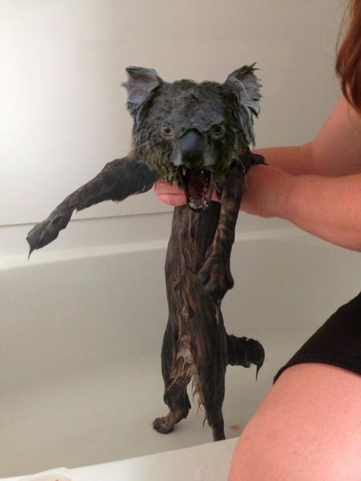 This New Wet Cat Meme Is Dominating The Internet (40 pics)